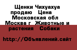 Щенки Чихуахуа продаю › Цена ­ - - Московская обл., Москва г. Животные и растения » Собаки   